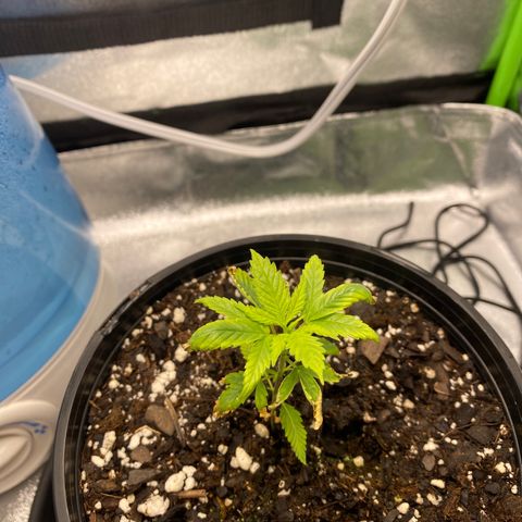 Alice growlog photo: Leaves paling and curling unknown cause