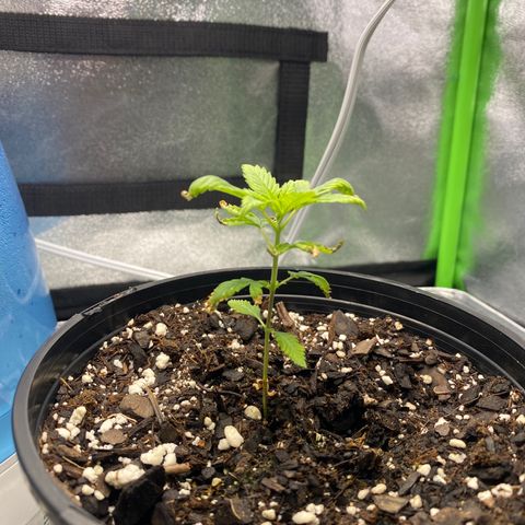 Alice growlog timeline photo