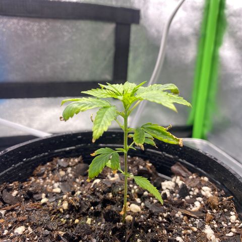Alice growlog timeline photo