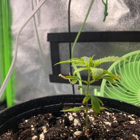 Alice growlog timeline photo