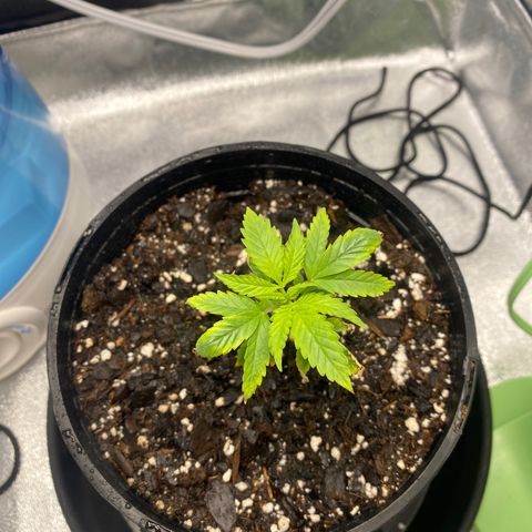 Alice growlog timeline photo