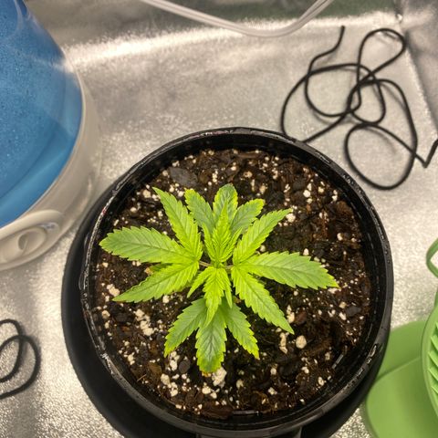 Alice growlog timeline photo