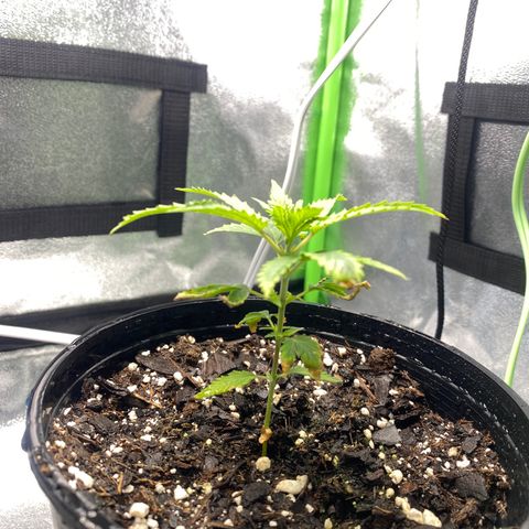 Alice growlog timeline photo