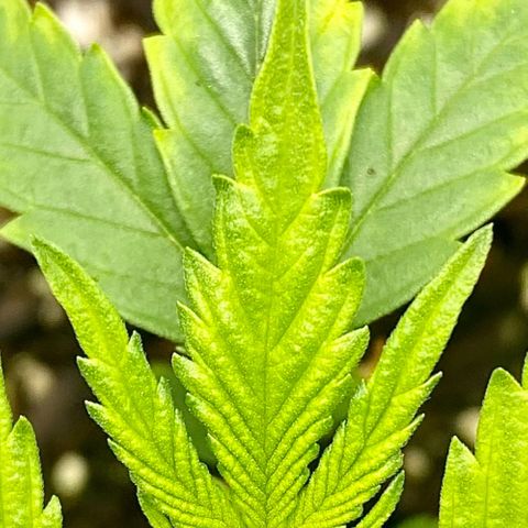 Alice growlog timeline photo