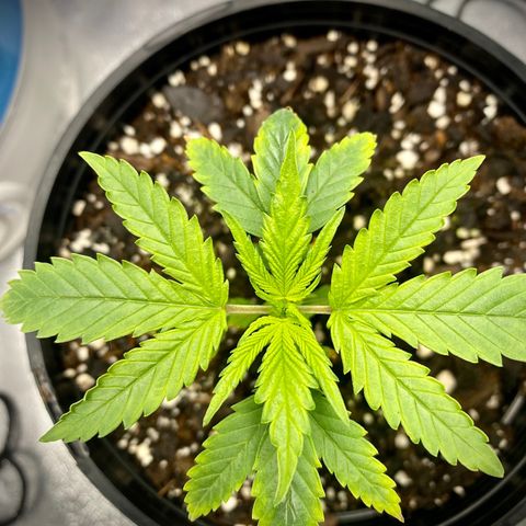 Alice growlog timeline photo