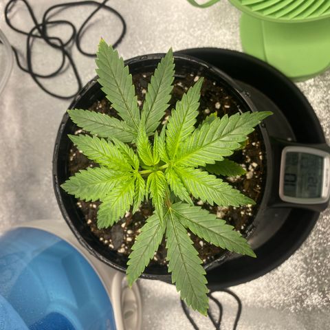 Alice growlog timeline photo
