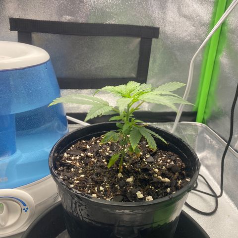 Alice growlog timeline photo