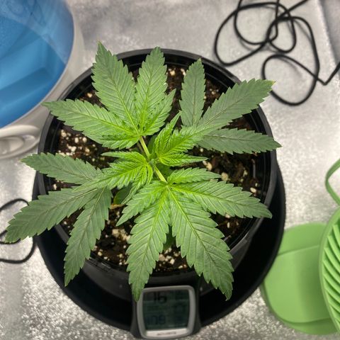 Alice growlog timeline photo
