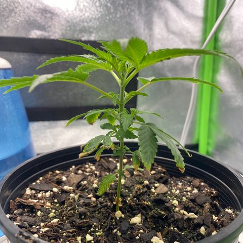 Alice growlog timeline photo