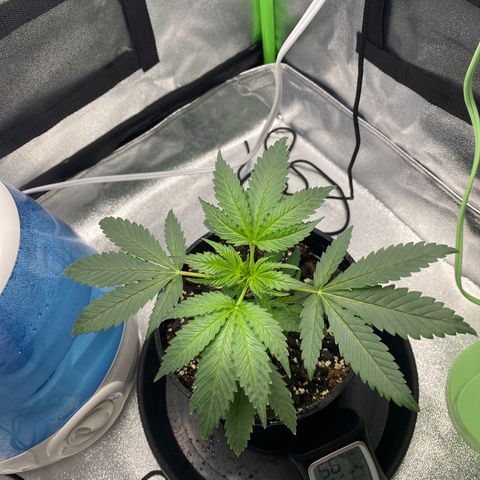 Alice growlog timeline photo