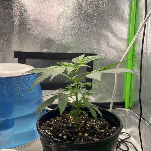 Alice growlog timeline photo