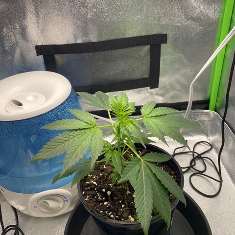 Alice growlog timeline photo