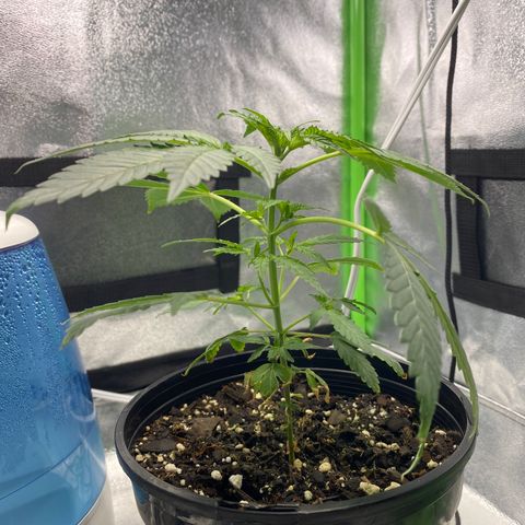 Alice growlog timeline photo