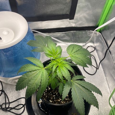 Alice growlog timeline photo
