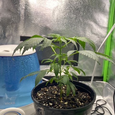 Alice growlog timeline photo