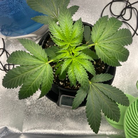 Alice growlog timeline photo