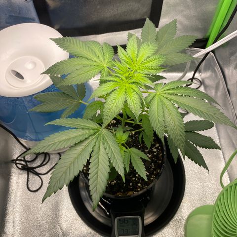 Alice growlog timeline photo