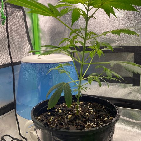Alice growlog timeline photo