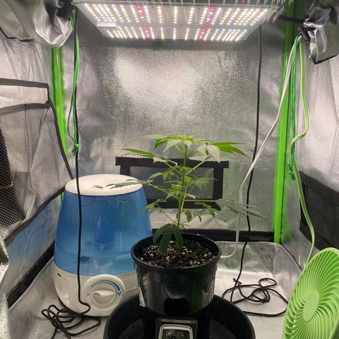 Alice growlog timeline photo