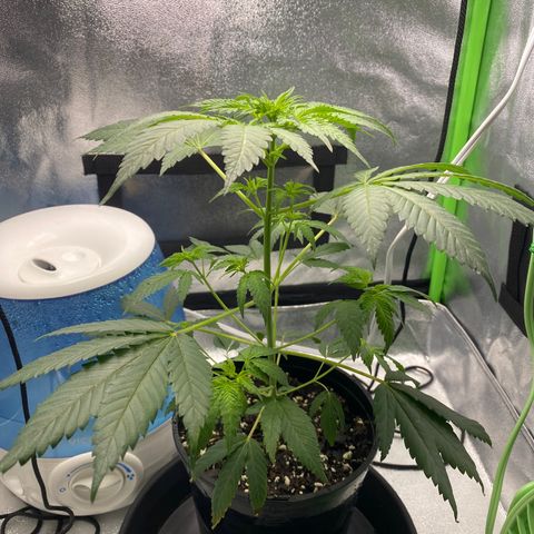 Alice growlog timeline photo