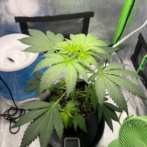 Alice growlog timeline photo