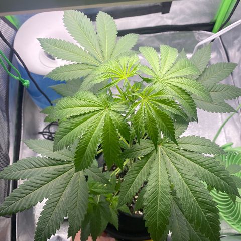 Alice growlog timeline photo