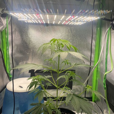 Alice growlog timeline photo