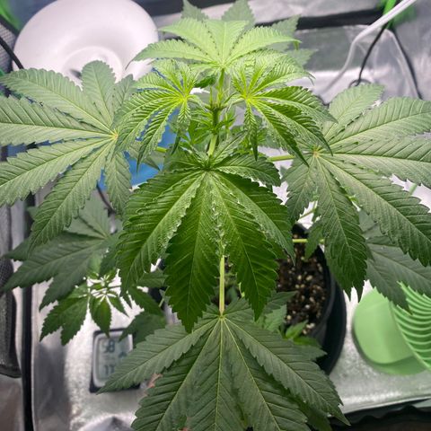 Alice growlog timeline photo