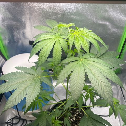 Alice growlog timeline photo