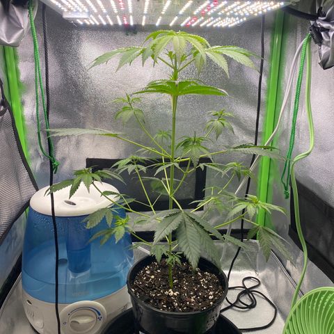 Alice growlog timeline photo