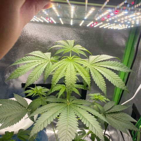 Alice growlog timeline photo