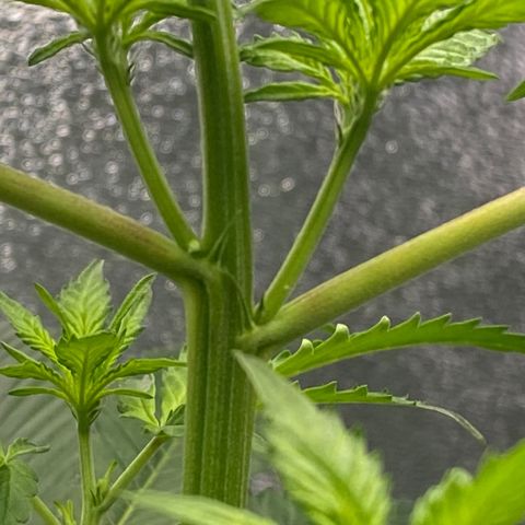 Alice growlog timeline photo