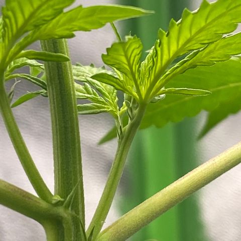 Alice growlog timeline photo