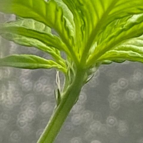 Alice growlog timeline photo