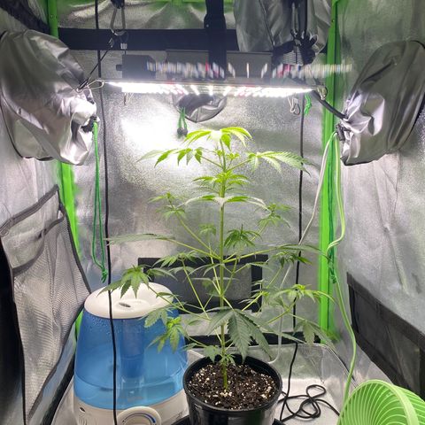 Alice growlog timeline photo