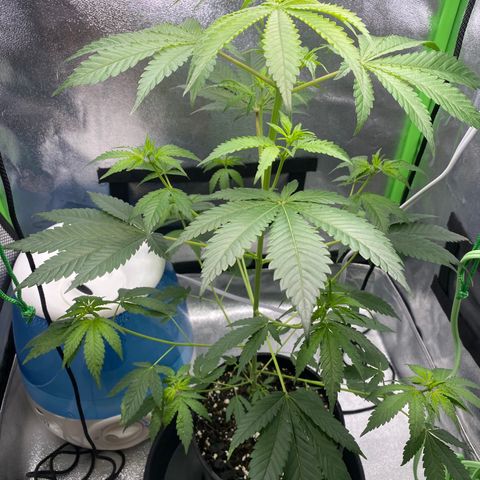 Alice growlog timeline photo