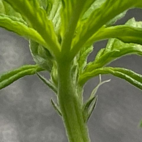 Alice growlog timeline photo