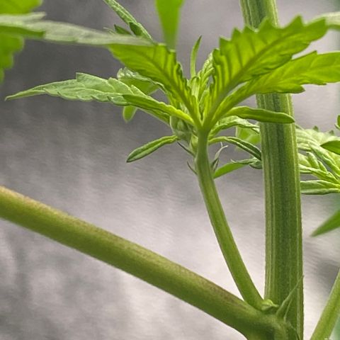 Alice growlog timeline photo