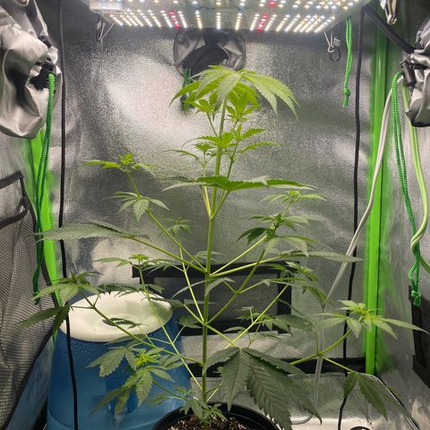 Alice growlog timeline photo