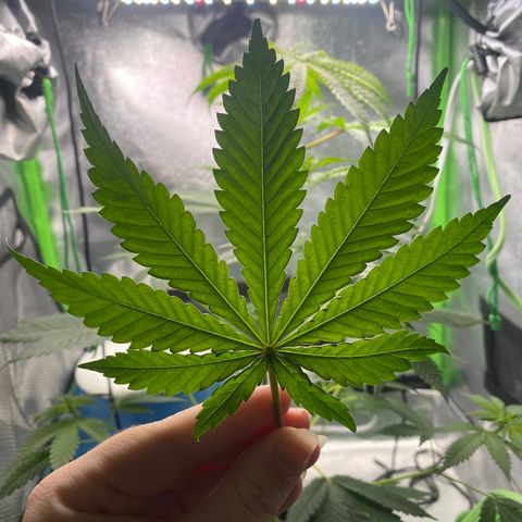 Alice growlog timeline photo