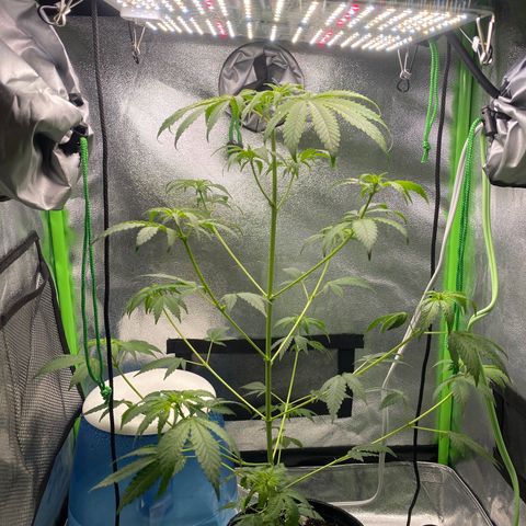 Alice growlog timeline photo