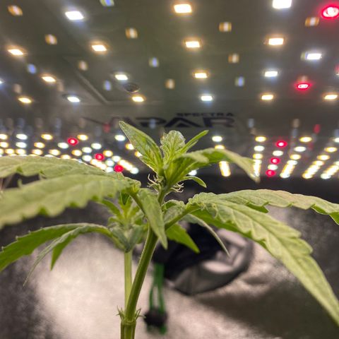 Alice growlog timeline photo