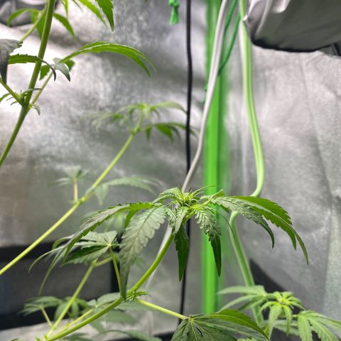 Alice growlog timeline photo