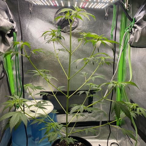 Alice growlog timeline photo