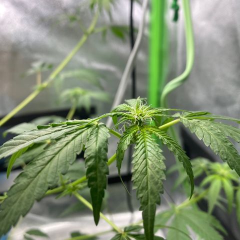 Alice growlog photo: Confirmed female 