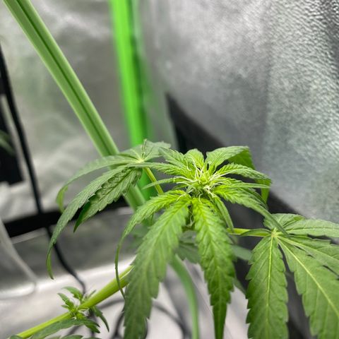 Alice growlog photo: Confirmed female 