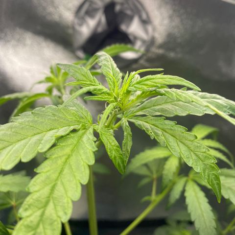 Alice growlog photo: Confirmed female 
