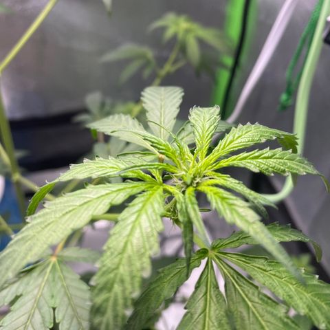 Alice growlog photo: Confirmed female 