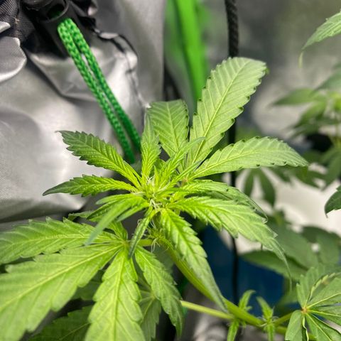 Alice growlog photo: Confirmed female 