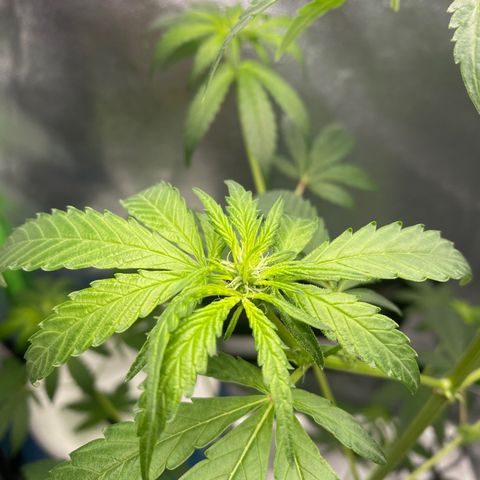 Alice growlog photo: Confirmed female 